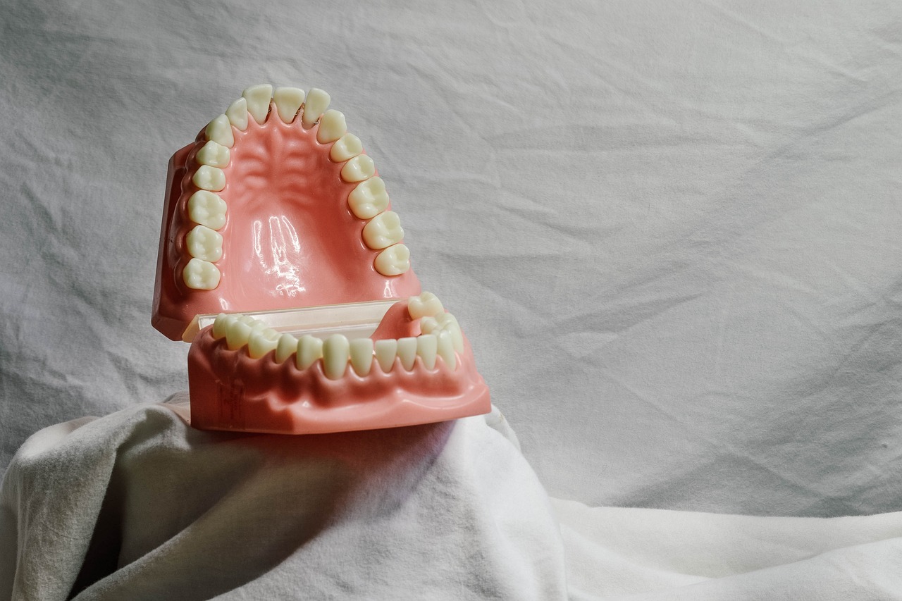 teeth, dental, dental model, mouth, model, dental training tool, dentist, bite, dentistry, molar, teeth, teeth, dental, dental, dental, dental, dental, dental model, mouth, dentist, dentist, dentist, dentistry, dentistry, dentistry, dentistry, molar, molar, molar, molar